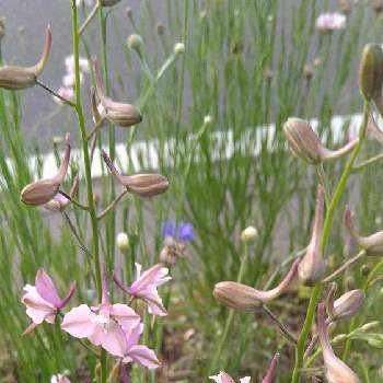千鳥草(ラークスパー),ピンクの花,こぼれタネから,家庭菜園,畑の花の画像