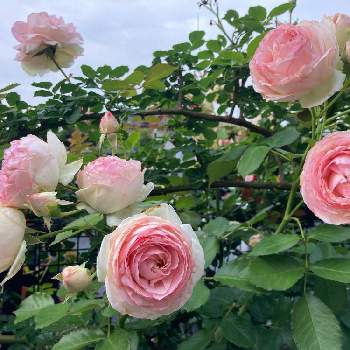 ピエール  ドゥ  ロンサールの画像 by スミレさん | 小さな庭と医療・介護の皆様に感謝とピエール  ドゥ  ロンサールとありがとう❤️と新型コロナウィルスに負けるなと2022 GSで薔薇園とおうち園芸と花のある暮らし