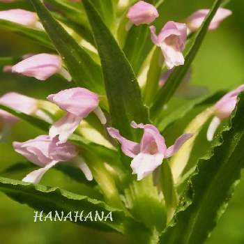 野の花の画像 by HANAHANAさん | ノビネチドリと北海道と野の花とマクロレンズと野幌森林公園