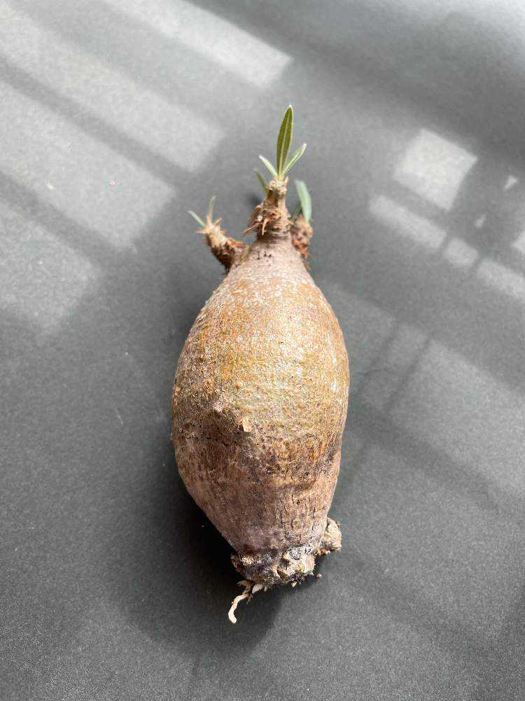 グラキリスの発根管理チャレンジ｜🍀GreenSnap（グリーンスナップ）