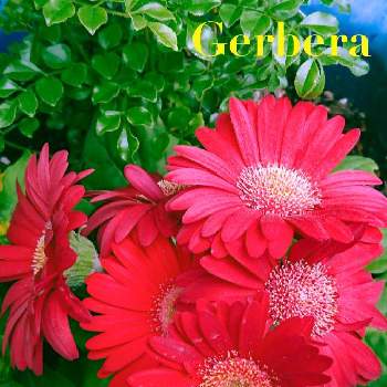 赤い花❤の画像 by hiro2917さん | バルコニー/ベランダとガーベラと赤い花❤と宿根草♪とキク科とコロナに負けるな‼️と花いろいろと花のある暮らし