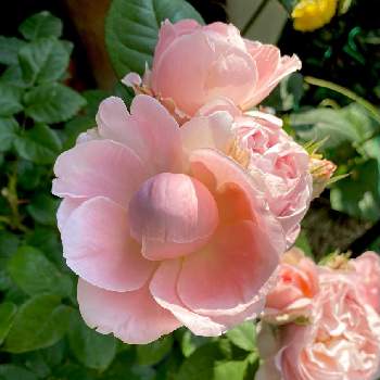 コマツガーデンの画像 by りら❀さん | 小さな庭とヴィンテージフラール バラと薔薇♡とウクライナに平和をとお花を楽しむとコマツガーデンとバラのある暮らしとGSに感謝。