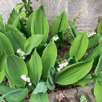 スズランの花の画像 by ショボーンライダー(´･ω･`)さん | 小さな庭と北海道とスズランの花