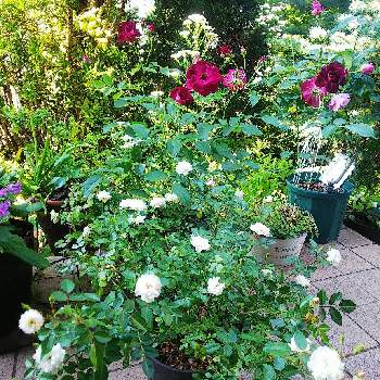 可愛いね♡の画像 by クッキーさん | 玄関と薔薇・バラ・ばらとナチュラルガーデンに憧れてと薔薇バーガンディアイスバーグと寄せ植えが好きとミニバラ  グリーンアイスと小さなお庭と可愛いね♡とバラはいいなぁ