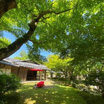 京都の画像 by 花粧さん | お出かけ先と青紅葉‼️と青紅葉と鮮やか と新緑と京都とリハビリ散歩と青空
