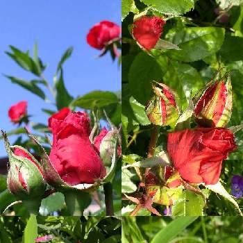 今日の花便りの画像 by 夢遊歩人ꕤTOTOROGAOꕤさん | 広い庭とバラ、薔薇、ばらと赤い薔薇とばらと希望の光　太陽あびて˖ ࣪⊹と空ヘ　元気　UP⤴❦とみどりのある暮らしと植物のある暮らしとyu ＆ゆうクラブと#お家園芸と空が好き♪とガーデニング大好きと雲仲間とＧＳだヨ！全員集合とうちの庭からとＧＳありがとうと赤い花と元気と今日の花便りと真っ赤な火曜日と武器よ　さらばꕤと＃花友と＃花が好きと花が好きと今朝のにわと仲良しリレー( 〃▽〃)