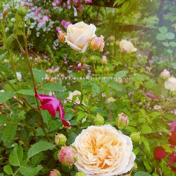 庭に咲く花の画像 by elle＊et＊elleさん | 広い庭とティージングジョージアと好きな花と庭に咲く花と花のある風景と薔薇好きと自己流ガーデニングと咲いてくれてありがとう❤と薔薇に魅せられてと手作りの庭と癒しとおうち園芸と香る花と花のある暮らしとローズガーデンと薔薇♪とイングリッシュ ローズと緑のある風景とロザリアンとバラを楽しむと薔薇大好きとばらに魅せられて