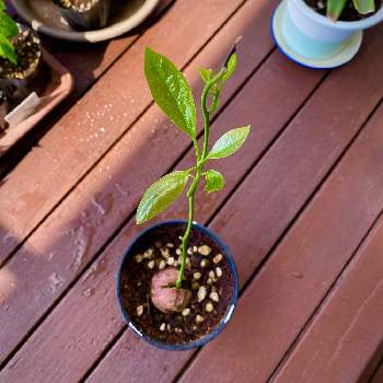 iPhone11ProMaxの画像 by ヌマ餃子さん | バルコニー/ベランダとアボカドとiPhone11ProMaxと観葉植物とおうちde菜園とおうち園芸と植中毒と鉢植えとDIYと元気に育ててますよ