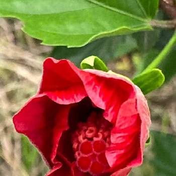 赤色の花の画像 by こりすさん | お出かけ先とハイビスカス(仏桑花)と沖縄と赤色の花と平和を願うと真っ赤な火曜日