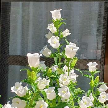 白いお花の画像 by レッドさん | カンパニュラと花のある暮らしと白いお花とおうち園芸