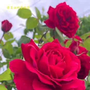 素敵な出会いに感謝の画像 by あずままさん | 小さな庭とあっ火曜日とばら バラ 薔薇と毎日ローズショーとすてき…♡とバラ 鉢植えと可愛い〜♡と素敵な出会いに感謝と2022愛しのmy roseと真っ赤な火曜日と癒し…♡とチーム新潟と繋がりに感謝✨