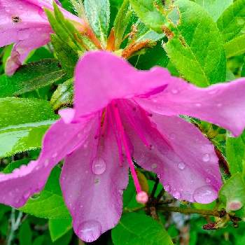 雨上がりの画像 by moonさん | お出かけ先とツツジと雨上がりと初夏へとピンクの花と散歩と秋保大滝植物園