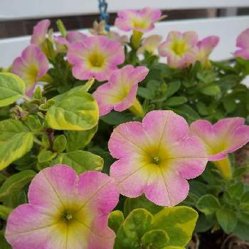 オレガノ マルゲリータの投稿画像一覧 Greensnap グリーンスナップ