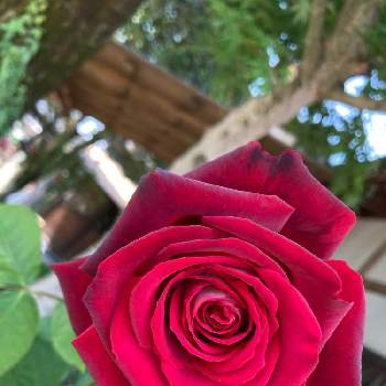 私の癒しの画像 by mikan3さん | 広い庭とオリジアと植物のある暮らしと私の癒しと富山支部と立性大輪と大輪咲きと薔薇の花