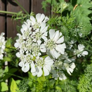 オルレア,オルレア・ホワイトレース,公園,鉢植え,花壇の画像