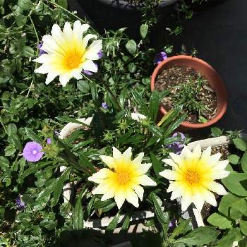 黄色の花の画像 by うみ☆さん | 小さな庭とガザニアと宿根草♪と5月と黄色の花と花のある暮らしと宿根ガザニア