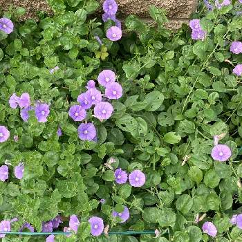 コンボルブルス！の画像 by まりりんさん | 小さな庭と季節の---と千葉県と庭の花といい色だわ♡と季節の花と我が家の花壇と花いろいろとコンボルブルス！と私のお庭