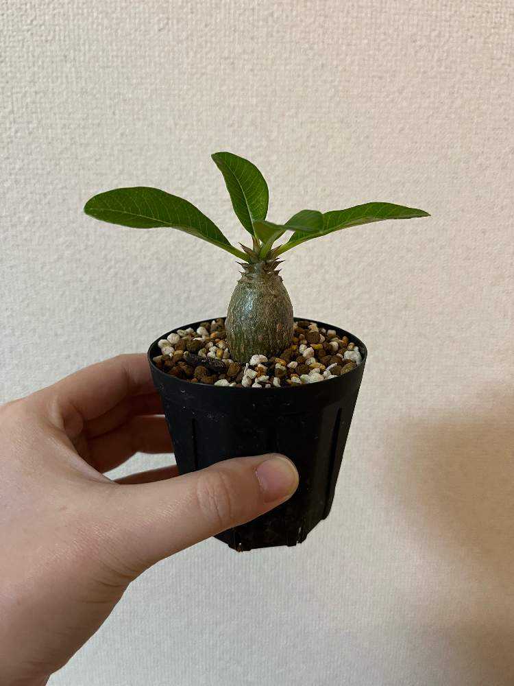 人気実生苗！　ウィンゾリー パキポディウム 多肉植物　塊根植物 ウィンゾリー生長記録｜🍀GreenSnap（グリーンスナップ）