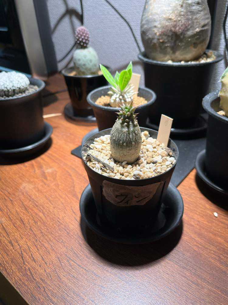 パキポディウム ウィンゾリー 実生 塊根植物