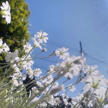 癒しの植物の画像 by *hiro*さん | セラスチウムと庭パトと癒しの植物ともふもふ大好きと♯青空と白チーム✨