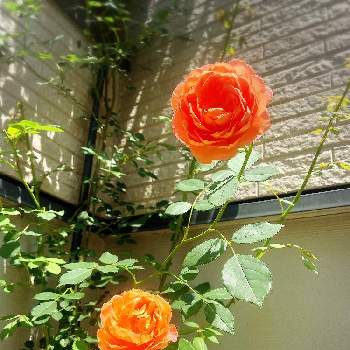 レディオブシャーロットの画像 by まりこりんさん | 玄関とバラとレディオブシャーロットとばら バラ 薔薇とナチュラルガーデンとイングリッシュガーデンと小さな小さな庭と花のある暮らし