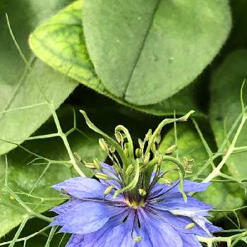 かわいい花の画像 by あんぱんさん | 二ゲラ(黒種草)と青い花とかわいい花とパープル系のお花
