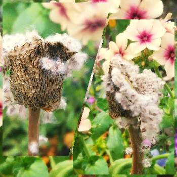 フロックスの画像 by sumiko87さん | 小さな庭とフロックスとアネモネの種子❕とあっ火曜日と元気貰える♡とアネモネの種子と皆様に感謝と地植え