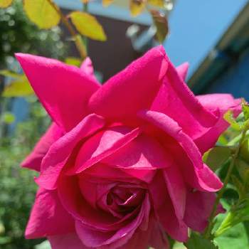 イングリッシュ・ローズの画像 by おーちゃんさん | 小さな庭とバラ ザ・ダークレディと毎日ローズショーと咲いてくれてありがとう❤とバラのある暮らしとイングリッシュ・ローズと鉢植えと癒し…♡とバラが好きと薔薇♪とばら 薔薇 バラと素敵