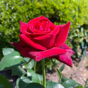 Noriko Rose,Noriko Rose,鉢植え,薔薇♪,癒し…♡の画像