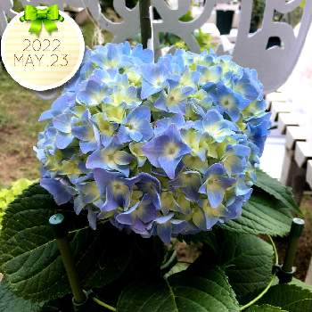 挿し芽の画像 by みずいろさん | 小さな庭と挿し芽と鉢花と青紫陽花とガーデニング初心者とblueflowerと青い花大好き