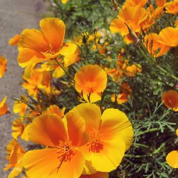 黄色の花の画像 by w.b.v.vさん | 小さな庭と開花と満開と癒しと可憐と玄関でお出迎えとつぼみと黄色の花とオレンジ