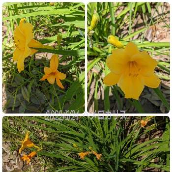 黄色のお花♡の画像 by もぐjuhさん | お出かけ先と黄色のお花♡とgoogle pixel5aと花色と葉っぱとお顔がこんにちはとヘメロカリス♡