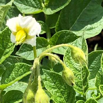 ジャガイモ 出島の投稿画像一覧 Greensnap グリーンスナップ