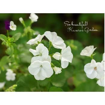 白いゼラニウムの投稿画像一覧 Greensnap グリーンスナップ