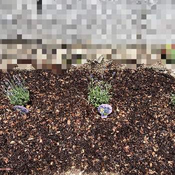 イングリッシュラベンダー,紫色の花,おうち園芸,香る花,暑いのが好きの画像