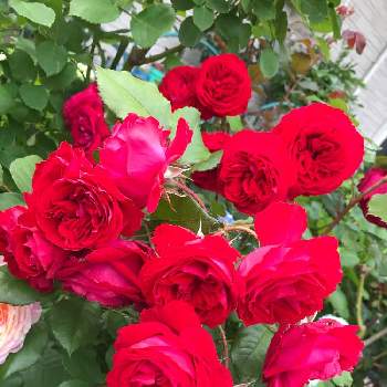 バラ マイローズの画像 by ひろちゃんさん | 小さな庭とバラ マイローズとバラと薔薇と赤い花と咲いてくれてありがとう❤と真っ赤な火曜日とわれら17年組