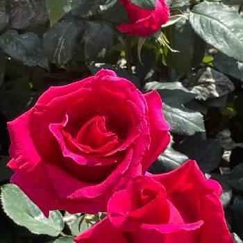 G,Sの皆さんに感謝の画像 by ユーリさん | お出かけ先とバラ　ロイヤルヘンケルとG,Sの皆さんに感謝と植物のある暮らしと剣弁高芯咲きと植物が好き♡と花に惹かれて癒されるとドイツのバラと薔薇が好き❤と大輪のぱらと花に癒される日々と真っ赤な火曜日と四季咲バラとバラ・ハイブリッドティーと赤いバラ