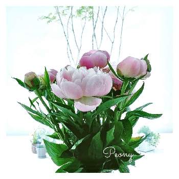 生花の画像 by oharuさん | 芍薬と生花と初夏と芍薬♡