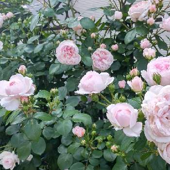 コルデスの画像 by 庭野華子さん | 小さな庭とツル シンデレラとシンデレラとばら バラ 薔薇とバラのある暮らしとPinkRoseとバラが好きと花のある暮らしと薔薇♪とロザリアンとコルデスとrose