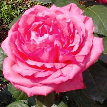 薔薇を楽しむの画像 by 妖精さん | お出かけ先と薔薇ピンクパンサーとお散歩♪とお気に入り♡と薔薇を楽しむと優しげなお花と華やか♡と花のある暮らしとロザリアンと素敵