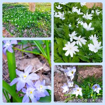 薄紫色の花の画像 by むーさんままさん | お出かけ先とキクザキイチゲとハナニラとチオノドクサと花と緑のある暮らしと春爛漫と薄紫色の花と可憐と青い花とお花のある暮らしとナチュラルと感謝✨と希望✨とほっとひと息と白いお花とちいさなシアワセ♡と繋がりに感謝✨と星屑ファンタジー
