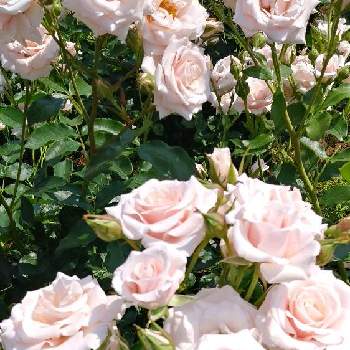 お散歩♪の画像 by 妖精さん | お出かけ先と薔薇マジョリカとお散歩♪とお気に入り♡と薔薇を楽しむと優しげなお花と花のある暮らしとロザリアンと素敵と可愛い♡