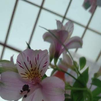 アルストロメリア,かわいい,開花した,お客様宅の植物‎,寝室の画像