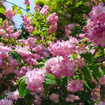 美しい✨✨の画像 by 合歓の木さん | お出かけ先とサクラウツギ(桜空木)と❤️M.family❤️と美しい✨✨と花のある暮らしと桜色と花の癒やし