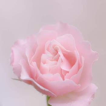 ダフネ,植物のある暮らし,ばら バラ 薔薇,ピンクの花,おうち園芸の画像