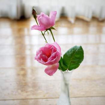 バラ,花瓶の花,お花好きの人と繋がりたい,Juneの会,階段/廊下の画像