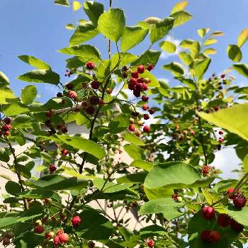 赤い実の画像 by tomoさん | 小さな庭とジューンベリーと地植えと果樹と赤い実