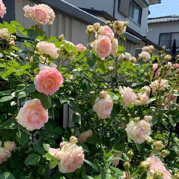 シーザーの画像 by buchiさん | 小さな庭とシーザーとつるバラ...とお花を楽しむとピンクの花とかわいい♡とわれら17年組と初夏の花たちとGS映えとGS日和と初夏の庭と今日の一枚と緑のある暮らしと美しいと今日のお庭と花のある暮らしとかわいいな♡
