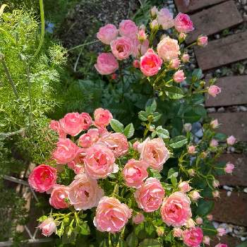 癒し♡の画像 by ますりんさん | 小さな庭とミニバラとピンクの花と2年目とマイガーデンと小さな花壇とキュート♡と癒し♡と可愛い♡