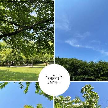 公園の樹木の画像 by ひろみさん | お出かけ先と公園の樹木と空と雲と緑と愛しい命といつもの公園と公園の木と ハナミズキと新緑と爽やかとお気に入りです♬と空と雲